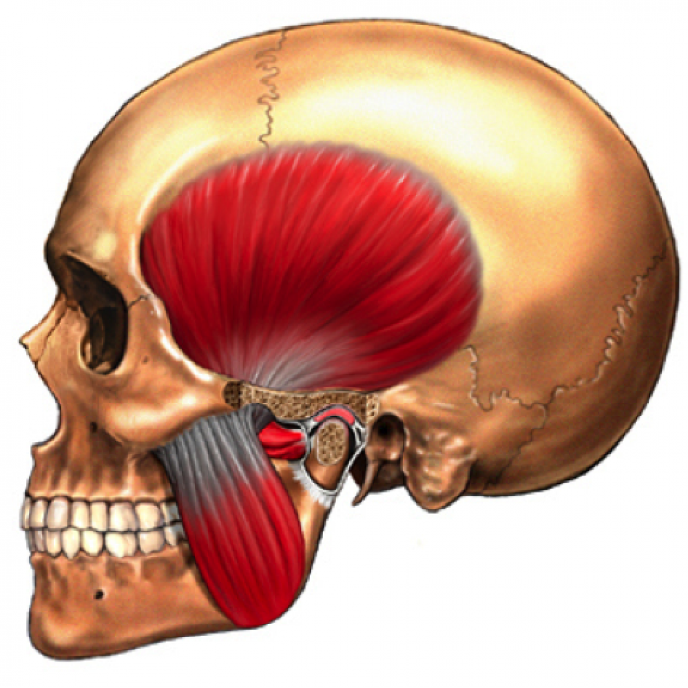 Жевательная мышца фото